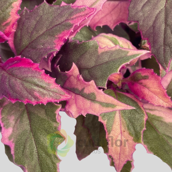 Gynura aurantiaca Variegata