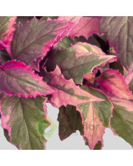 Gynura aurantiaca Variegata