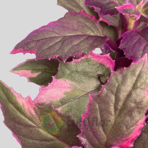 Gynura aurantiaca Variegata