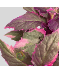 Gynura aurantiaca Variegata