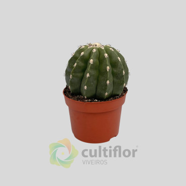 Melocactus maxonii inermis