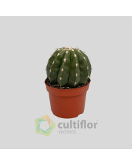 Melocactus maxonii inermis