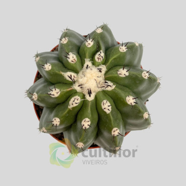 Melocactus maxonii inermis
