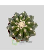 Melocactus maxonii inermis