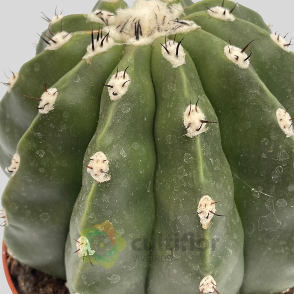 Melocactus maxonii inermis