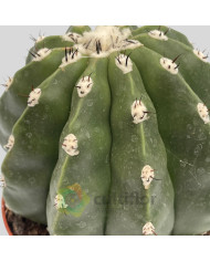 Melocactus maxonii inermis