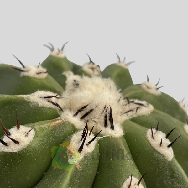 Melocactus maxonii inermis