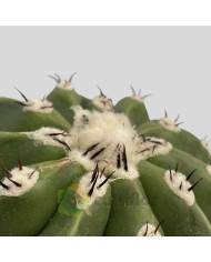 Melocactus maxonii inermis