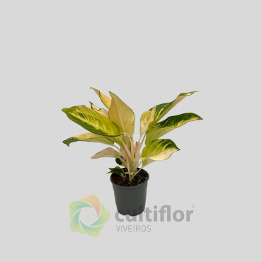 Aglaonema "Golden Majestic"