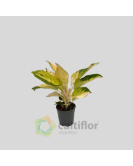 Aglaonema "Golden Majestic"
