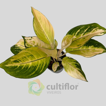 Aglaonema "Golden Majestic"