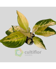 Aglaonema "Golden Majestic"