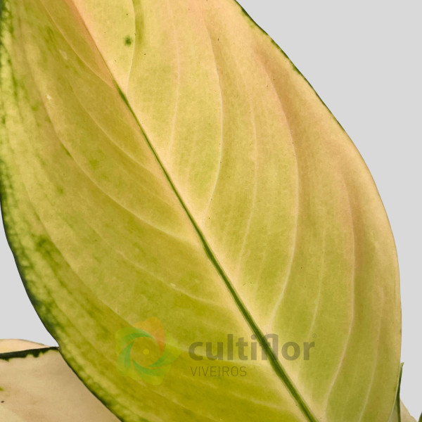Aglaonema "Golden Majestic"
