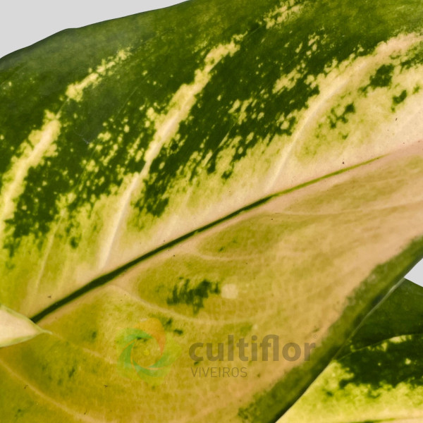 Aglaonema "Golden Majestic"