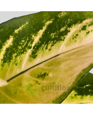 Aglaonema "Golden Majestic"