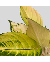 Aglaonema "Golden Majestic"