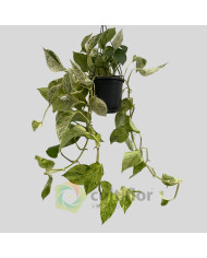 Epipremnum "Snow Leopard" v15cm