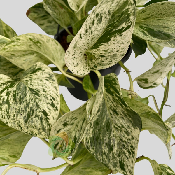 Epipremnum "Snow Leopard" v15cm