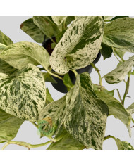 Epipremnum "Snow Leopard" v15cm