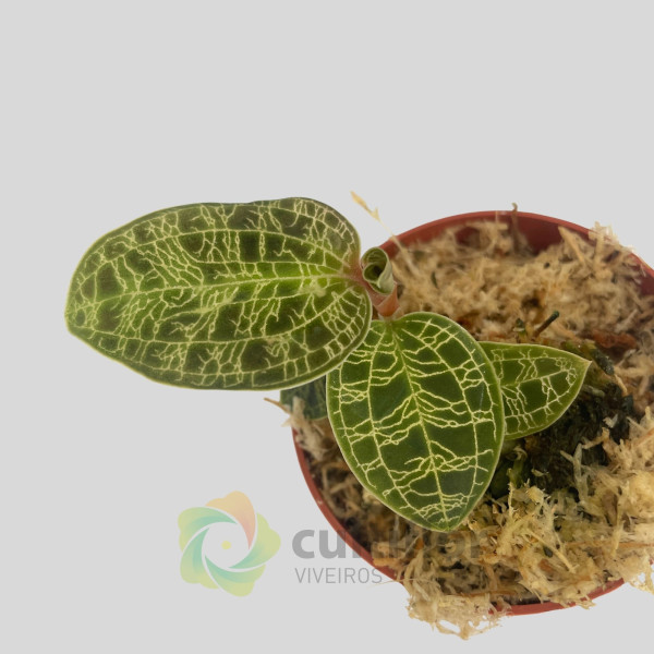 Macodes petola "Malachit"