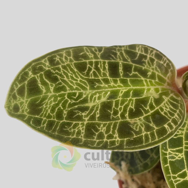 Macodes petola "Malachit"