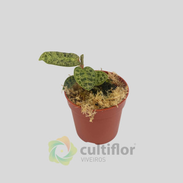 Macodes petola "Malachit"