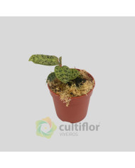 Macodes petola "Malachit"