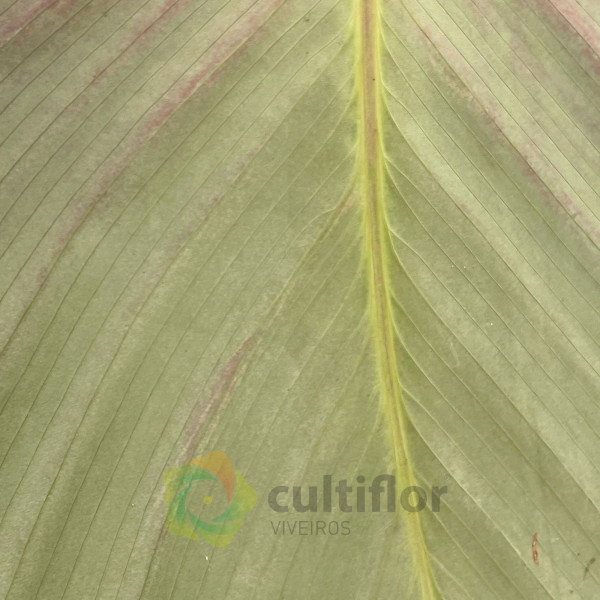 Calathea "Silver Plate"