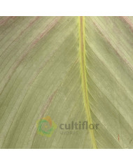 Calathea "Silver Plate"