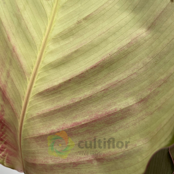 Calathea "Silver Plate"
