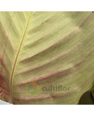 Calathea "Silver Plate"