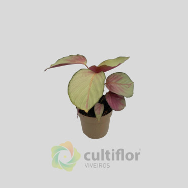 Calathea "Silver Plate"