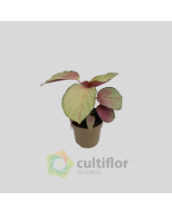 Calathea "Silver Plate"
