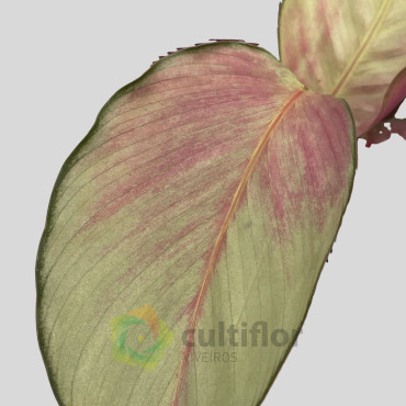 Calathea "Silver Plate"