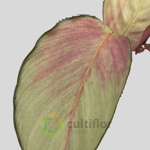 Calathea "Silver Plate"