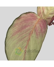 Calathea "Silver Plate"