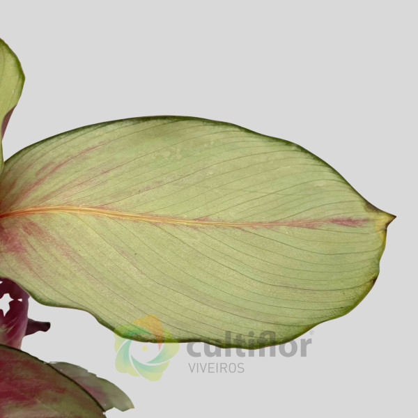 Calathea "Silver Plate"