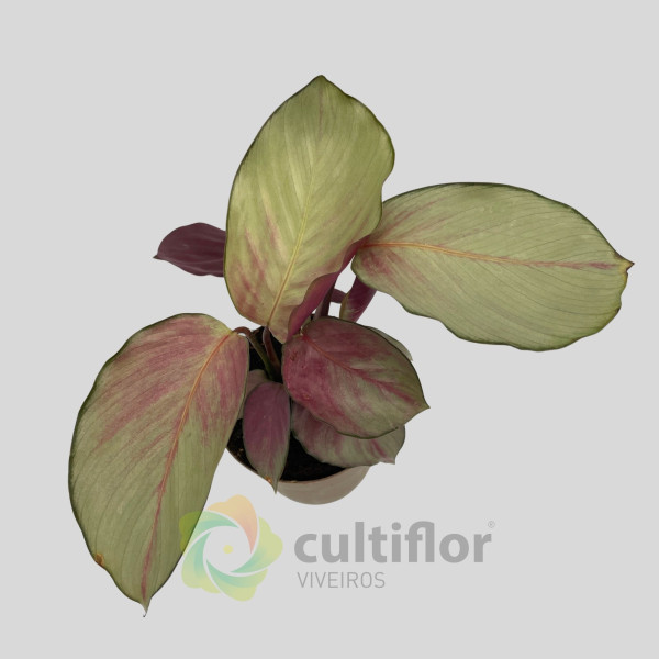 Calathea "Silver Plate"