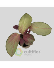 Calathea "Silver Plate"