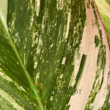 Calathea "Glaza"
