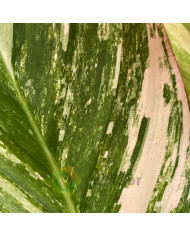 Calathea "Glaza"
