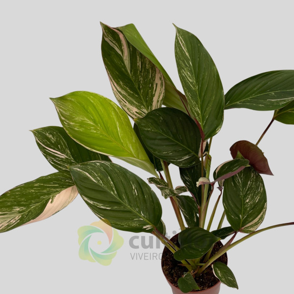 Calathea "Glaza"