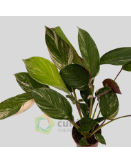 Calathea "Glaza"