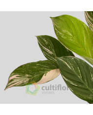 Calathea "Glaza"