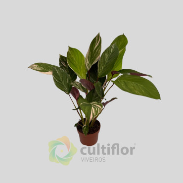 Calathea "Glaza"
