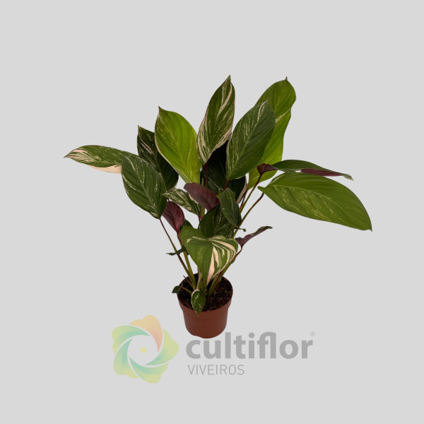 Calathea "Glaza"