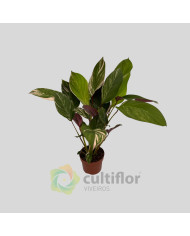 Calathea "Glaza"