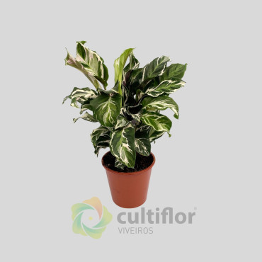 Calathea "Stella"