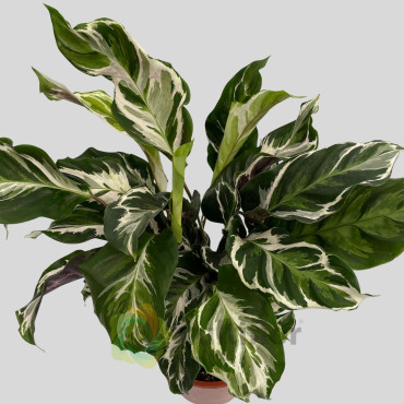 Calathea "Stella"