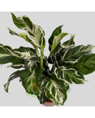 Calathea "Stella"